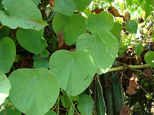 Cissampelos pareira, photograph 5