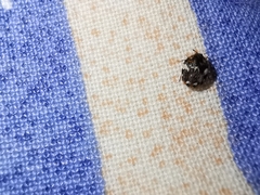 Anthrenus pimpinellae