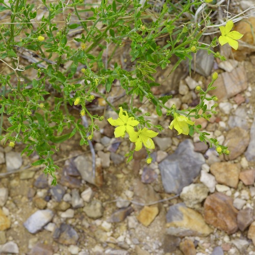 Rough Menodora