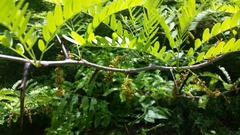 Gleditsia triacanthos