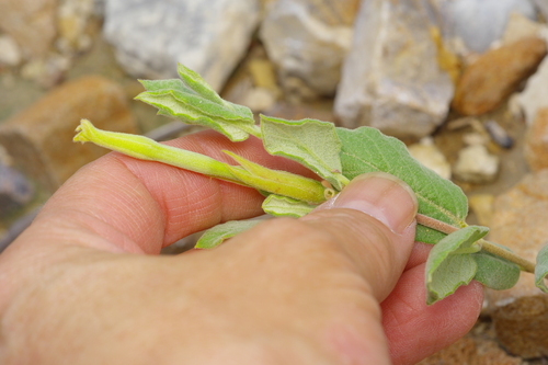 Plateau Rocktrumpet