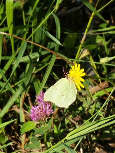 Common Brimstone