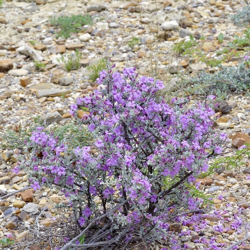 Big Bend Silverleaf