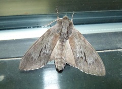 Lapara coniferarum
