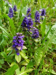 Ajuga reptans