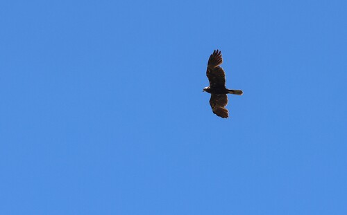 iNaturalist image