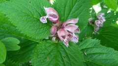 Lamium orvala