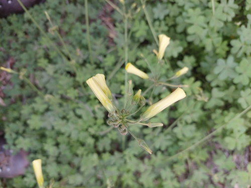 Bermuda buttercup