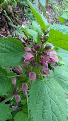 Lamium orvala
