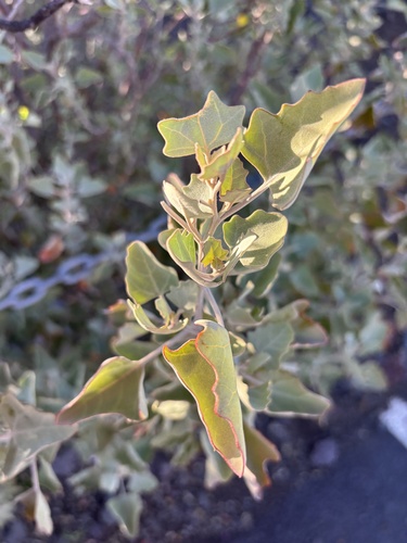 Chenopodium oahuense observed 2026-07-25