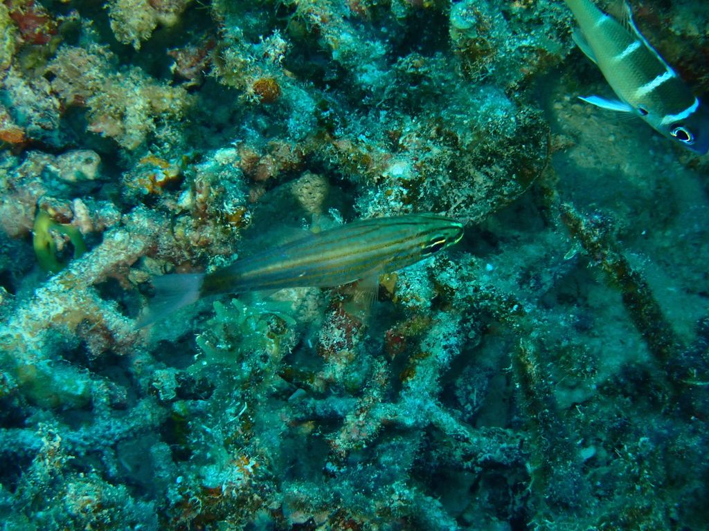 Wolf cardinalfish