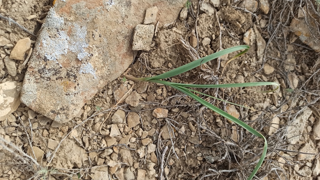 Allium turkestanicum; photograph (c) ivansemenkov, some rights reserved (CC BY)