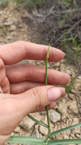 Allium turkestanicum, photograph 3