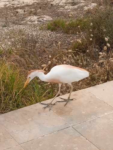 iNaturalist: (c) Alejandro Lorenzo, some rights reserved (CC BY-NC), uploaded by Alejandro Lorenzo iNaturalist image