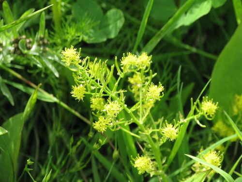 Rorippa curvisiliqua iNat (2)