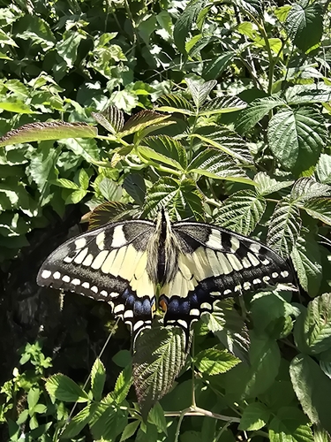 Old World Swallowtail