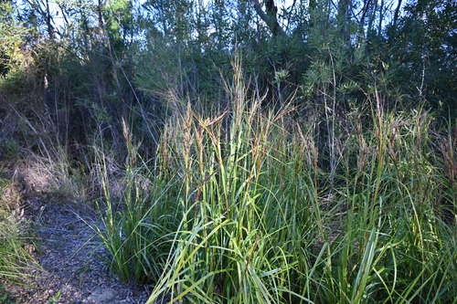 Gahnia clarkei