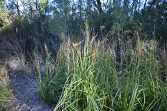Gahnia clarkei