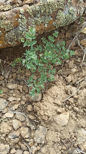 Dwarf meadow rue (Thalictrum isopyroides)