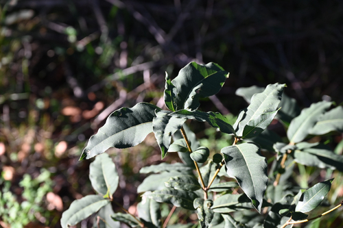 Notelaea venosa