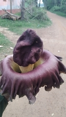 Amorphophallus paeoniifolius