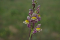 Linaria schirvanica