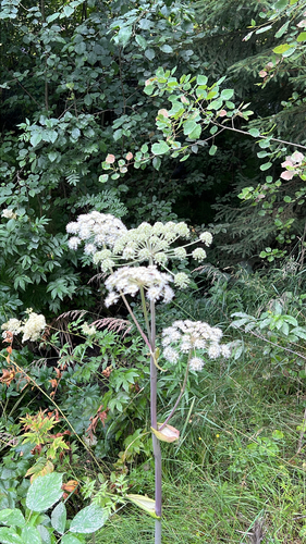 Wild Angelica