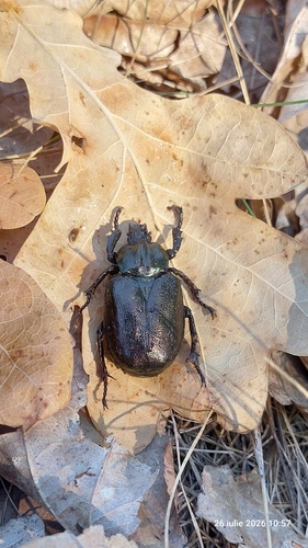 Osmoderma barnabita