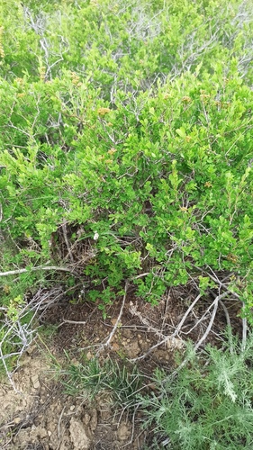 Spiraea hypericifolia, photograph 3