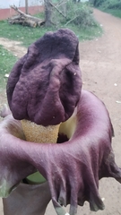 Amorphophallus paeoniifolius