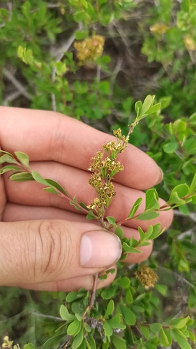 Spiraea hypericifolia, photograph 4