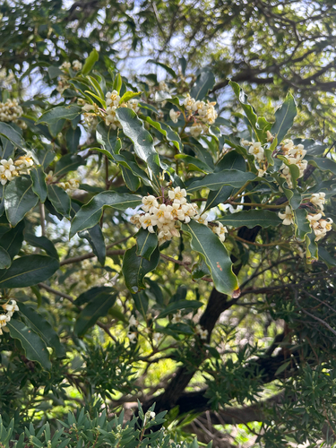 Australian Cheesewood