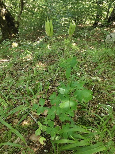 Aquilegia dumeticola, photograph 4