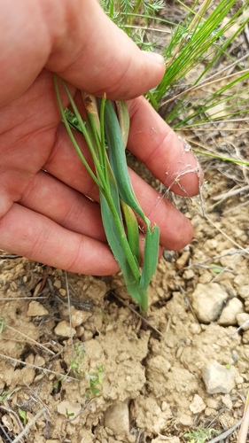 Tulipa biflora, photograph 5