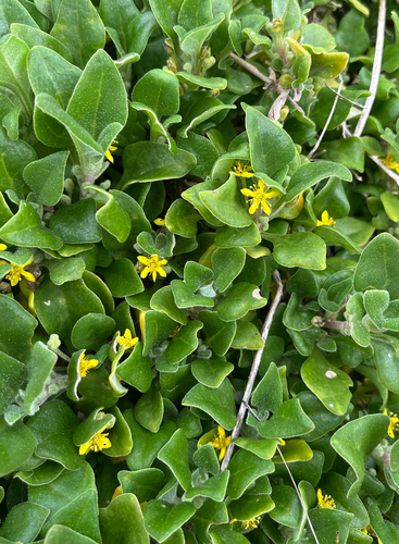 bower spinach