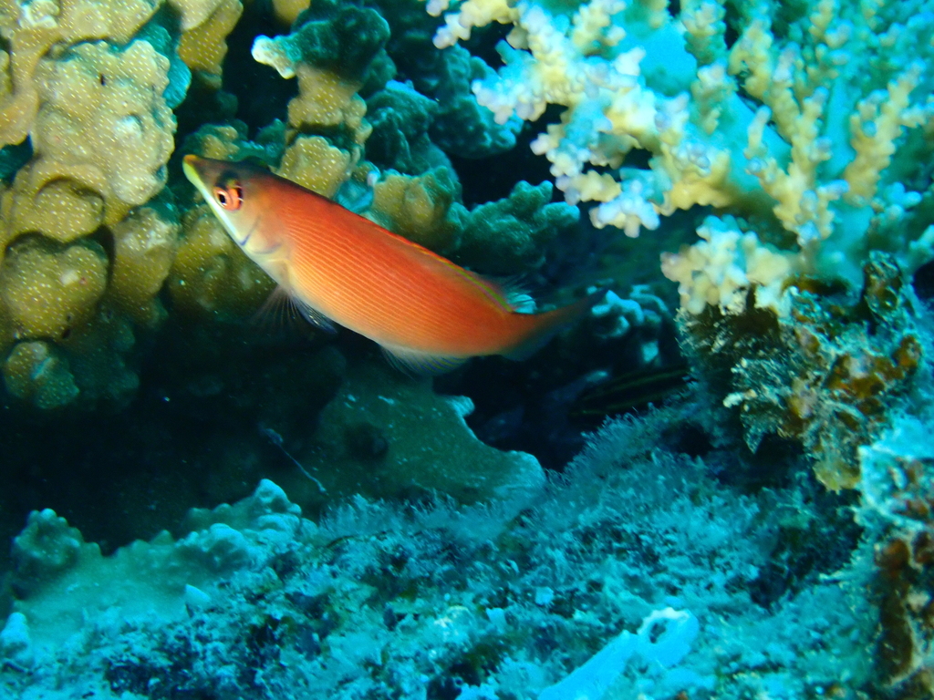 Disappearing wrasse