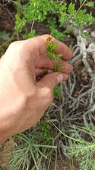 Adonis aestivalis, photograph (c) ivansemenkov, some rights reserved (CC BY)