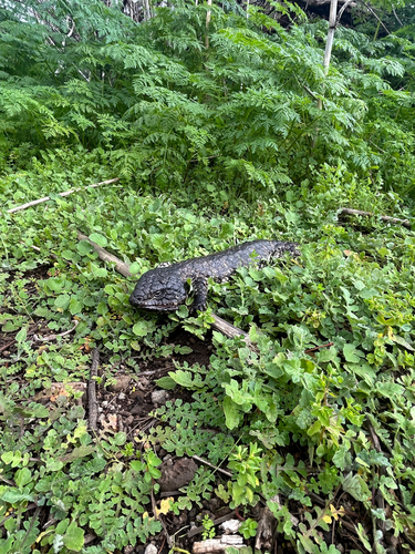 Shingleback