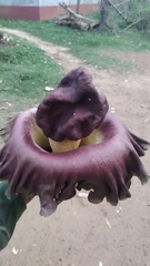 Amorphophallus paeoniifolius