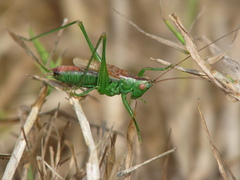 Conocephalus dorsalis