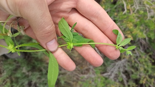 Asperugo procumbens