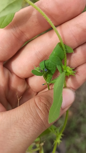 Asperugo procumbens, photograph 2