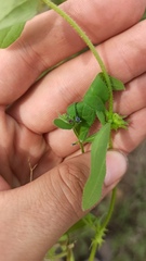 Asperugo procumbens, photograph (c) ivansemenkov, some rights reserved (CC BY)