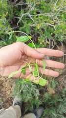 Asperugo procumbens, photograph (c) ivansemenkov, some rights reserved (CC BY)