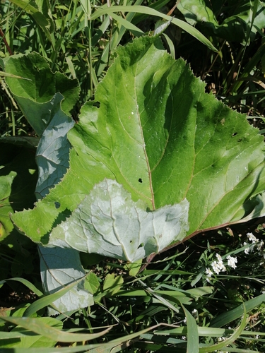 Woolly Butterbur