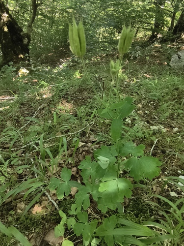 Aquilegia dumeticola, photograph 6