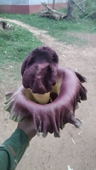 Amorphophallus paeoniifolius