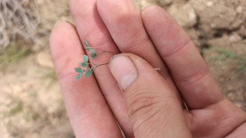 Dwarf meadow rue (Thalictrum isopyroides)