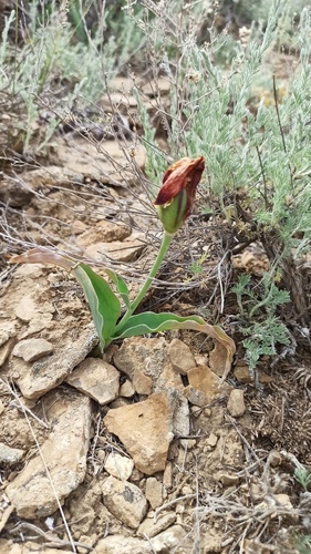 Tulipa alberti, photograph 5