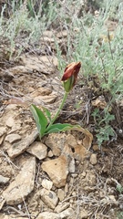 (c) ivansemenkov, some rights reserved (CC BY) Tulipa alberti, photograph (c) ivansemenkov, some rights reserved (CC BY)